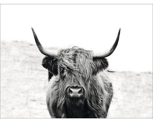 Canvas schilderij Schotse Hooglanders 116x84 cm