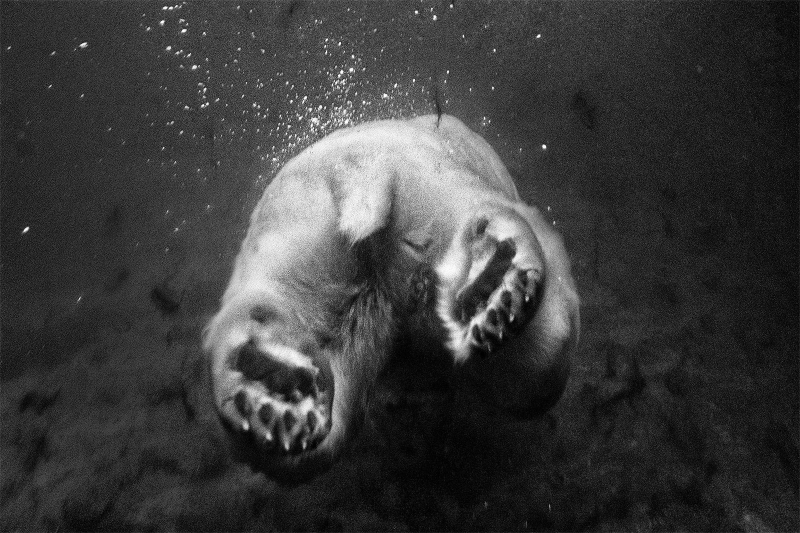 The Diver by Heidi & Hans - Jürgen Koch - Limited Edition. Edition of: 150. Signed.