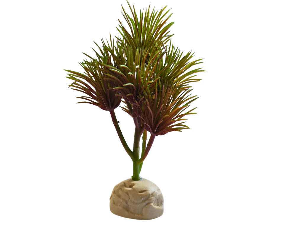 Planta Kleinia para decoração de terrário