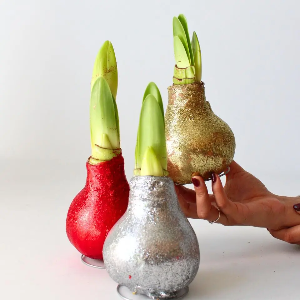 Amaryllis - Set van 3 - Hippeastrum 'Glitter Mix' - Bloembol - Rood