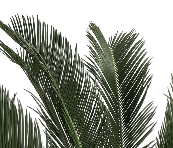 Sagopalmfarn - Cycas revoluta