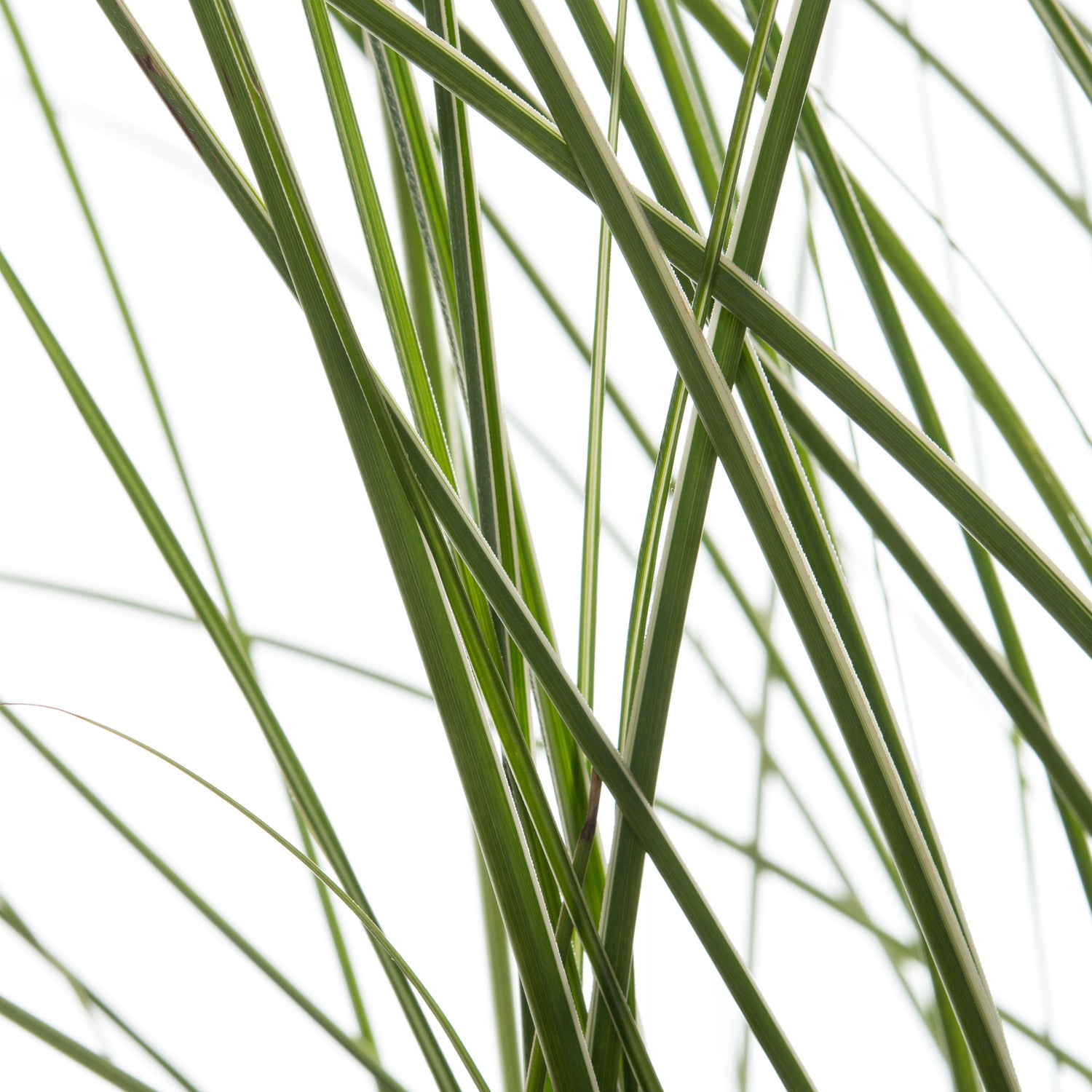 Chinees riet (Miscanthus sinensis 'Morning Light') D 23 H 80 cm