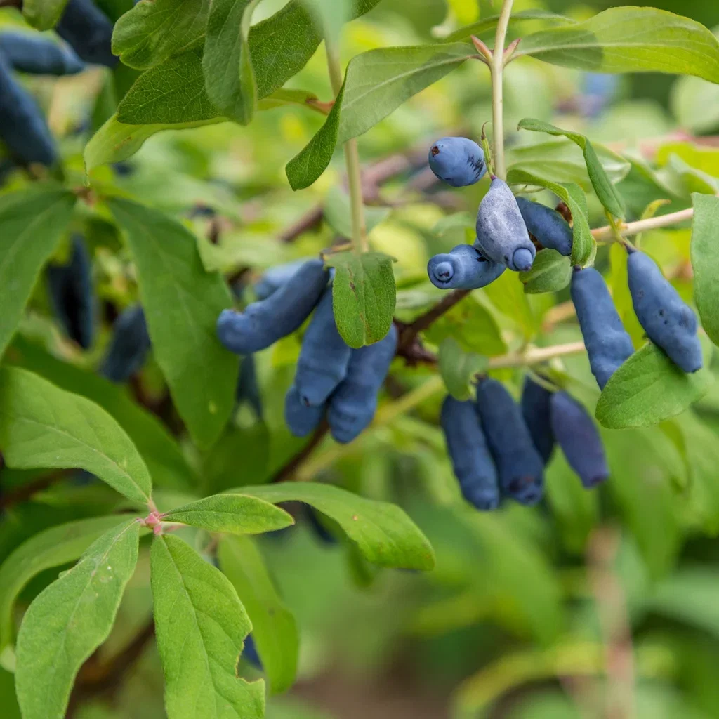 Lonicera caerulea var. kamtschatica 'Balalaika' Honningbær 'Balalaika' Ø22 cm