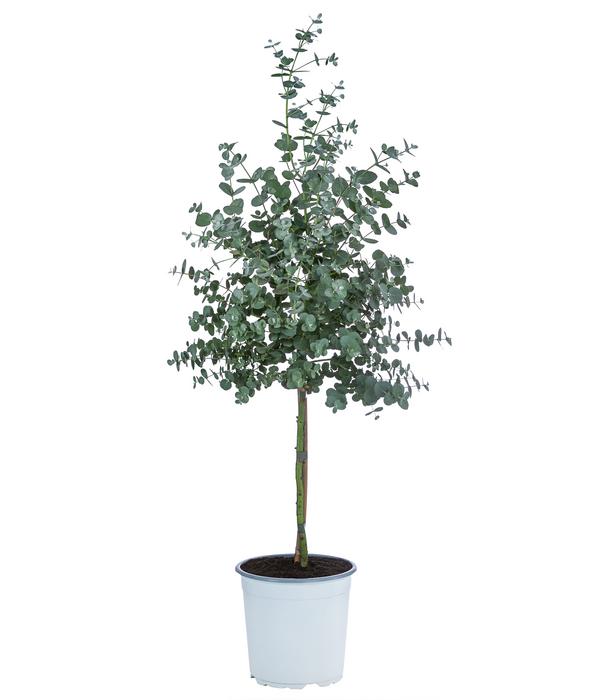 Eukalyptus, Stämmchen