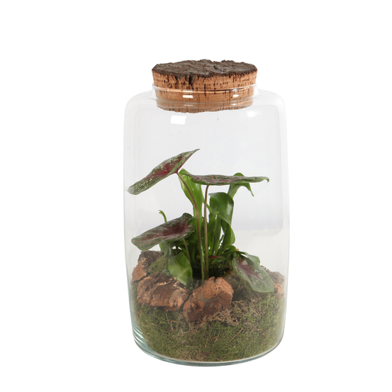 Terrarium ouvert , 1 plante D17xH31cm
