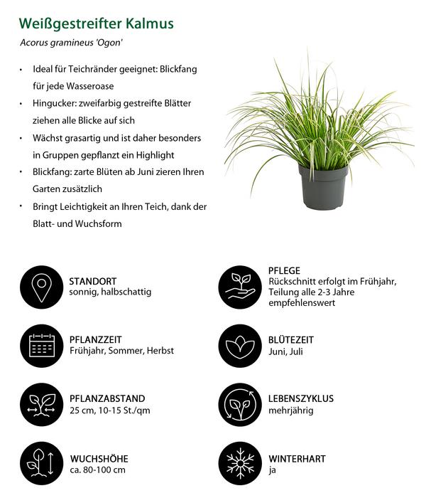 Weißgestreifter Kalmus 'Ogon'