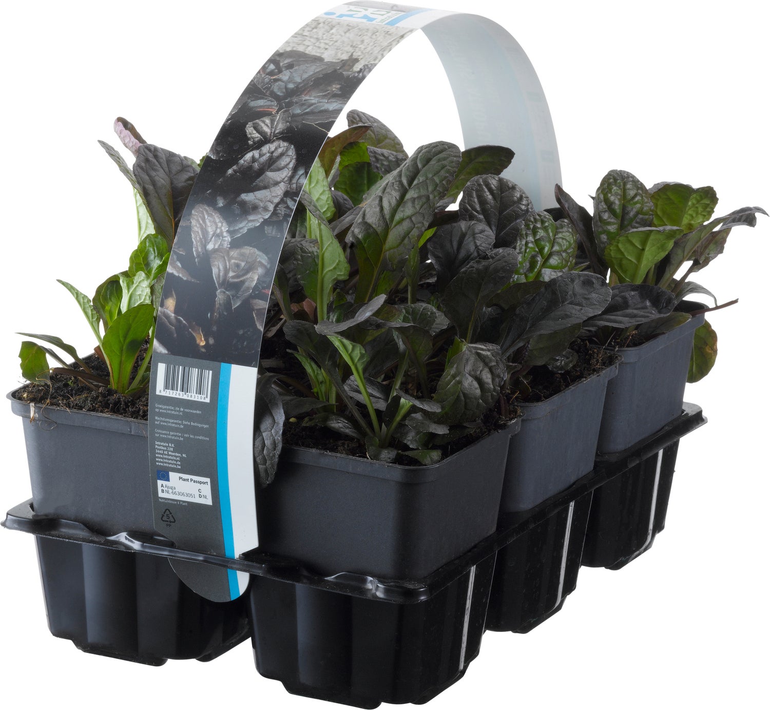 Zenegroen (Ajuga reptans 'Atropurpurea') sixpack D 9 H 10 cm