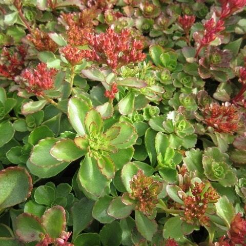 Vetkruid (Sedum spurium 'Faldaglut') D 9 H 10 cm