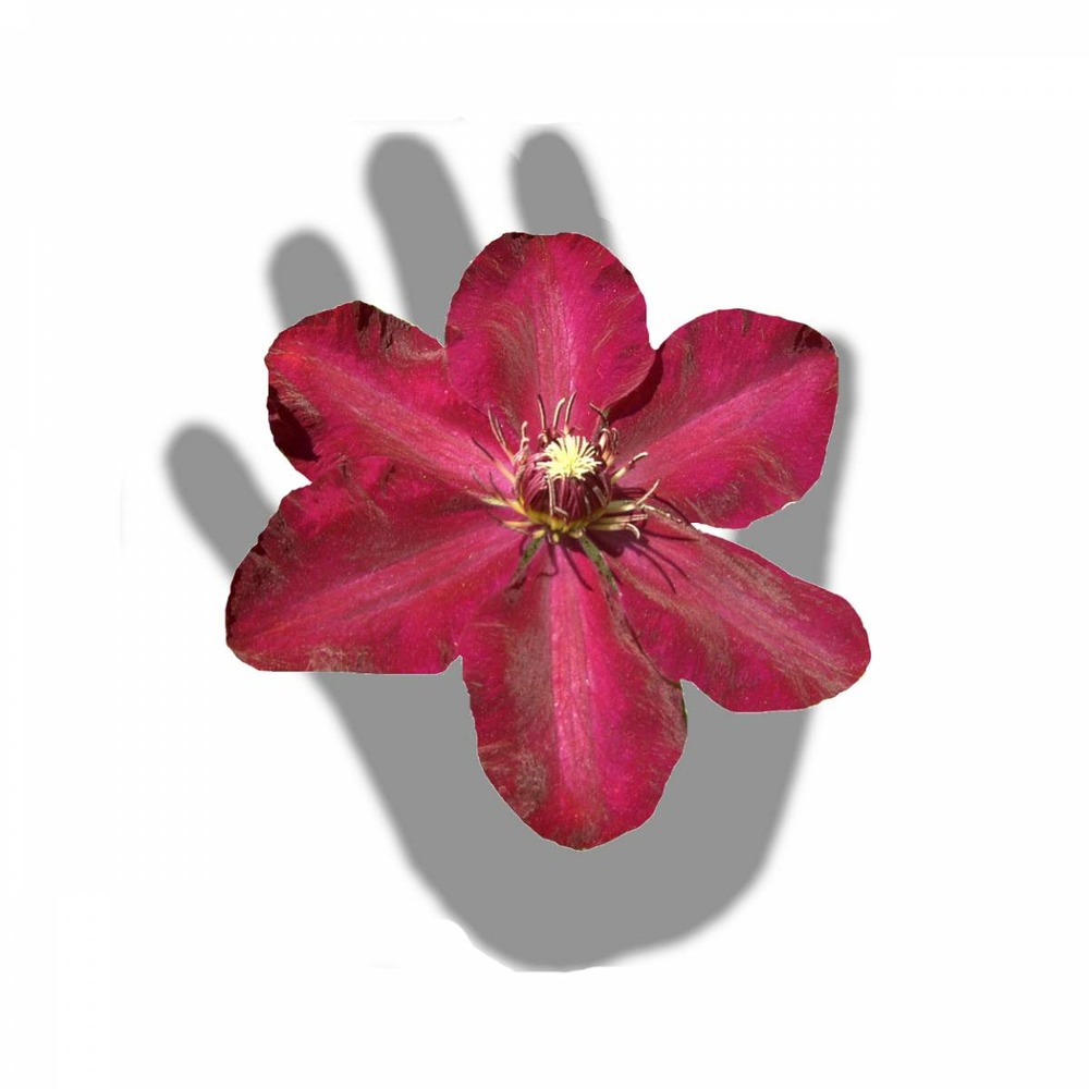 Clématite syrena/clematis syrena[-]pot de 1,5l - tuteur bambou 30/60 cm