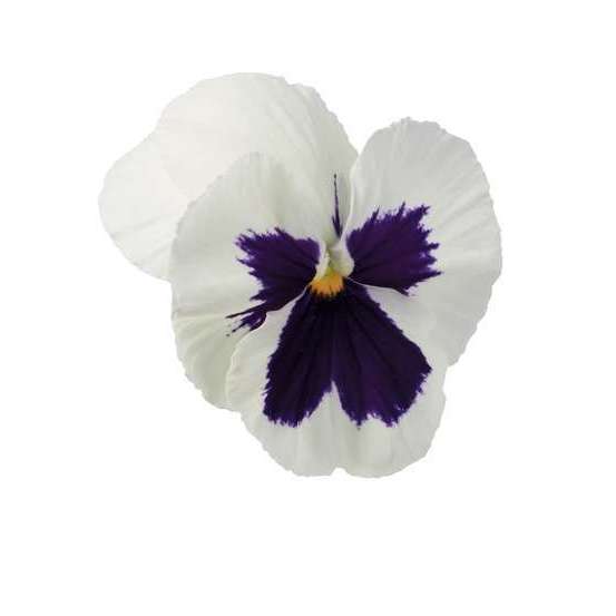 Pensée : barquette de 10 plants - Coloris variables