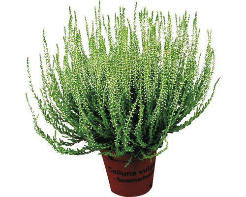 Heide, Gewone heide FloraSelf Calluna vulgaris Ø 9,5 cm pot willekeurige variëteitselectie effen kleur