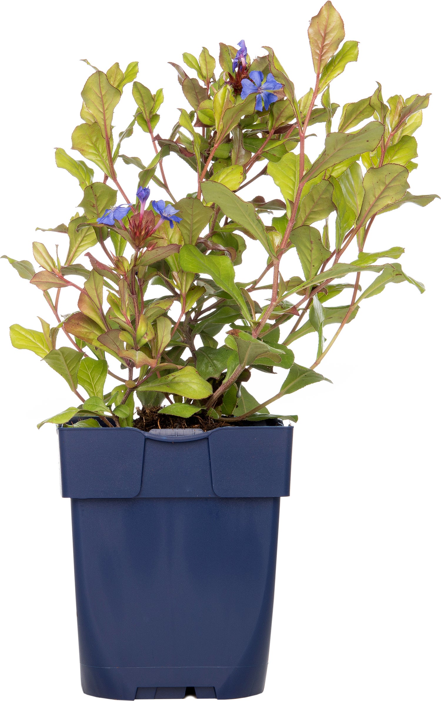 Loodkruid (Ceratostigma plumbaginoides) D 11 H 10 cm