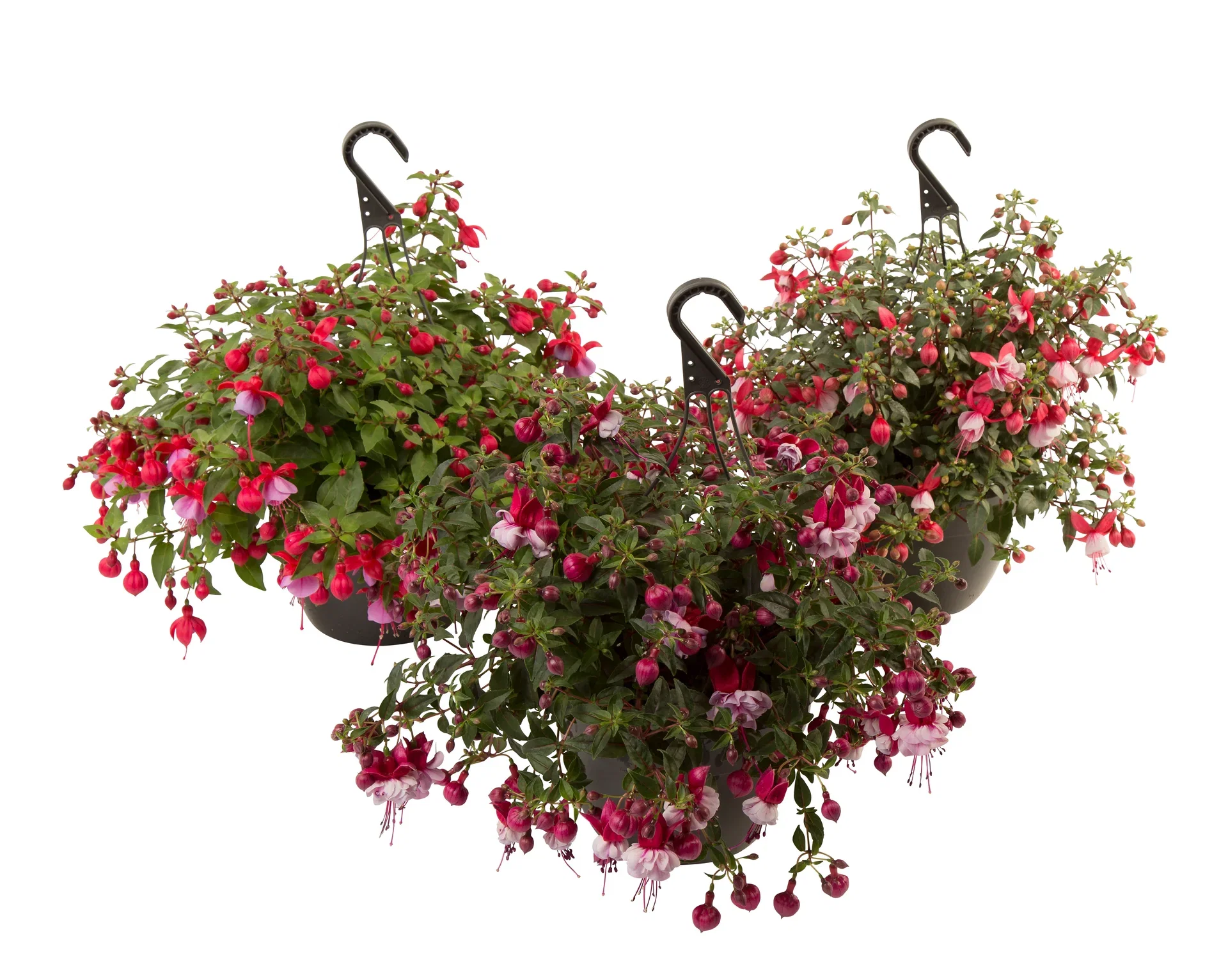 Fuchsia h. basket 21 cm Fuchsia i ampel Ø21 cm