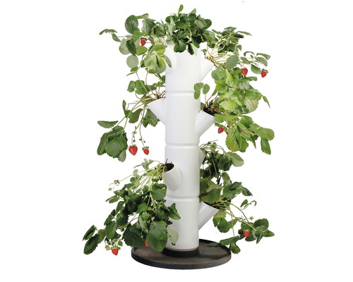 Aardbeienboom Gusta Garden Sissi Strawberry - Starterset met 4 lagen