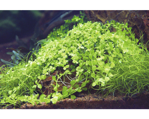 Parelmoer - Micranthemum tweediei In-Vitro