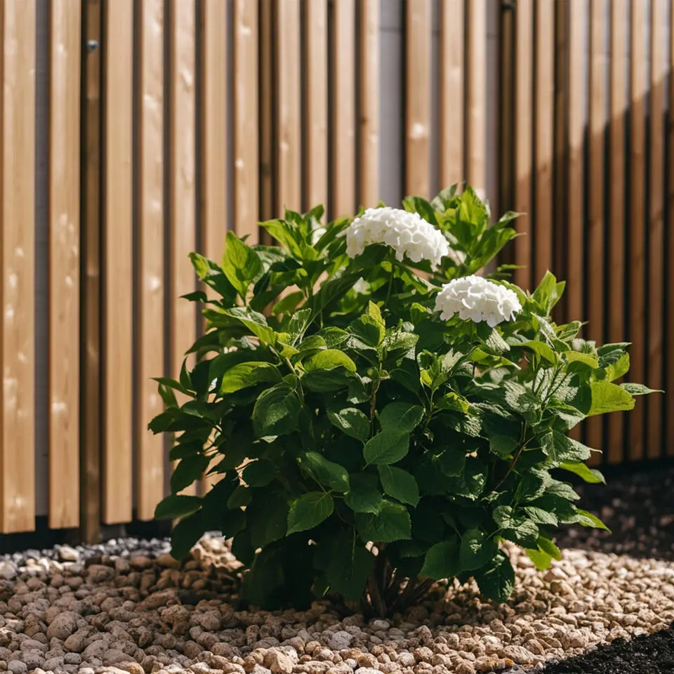 Hortensia - Set van 3 - Hydrangea 'Benxi' - Hoogte 25-40cm - ⌀9cm