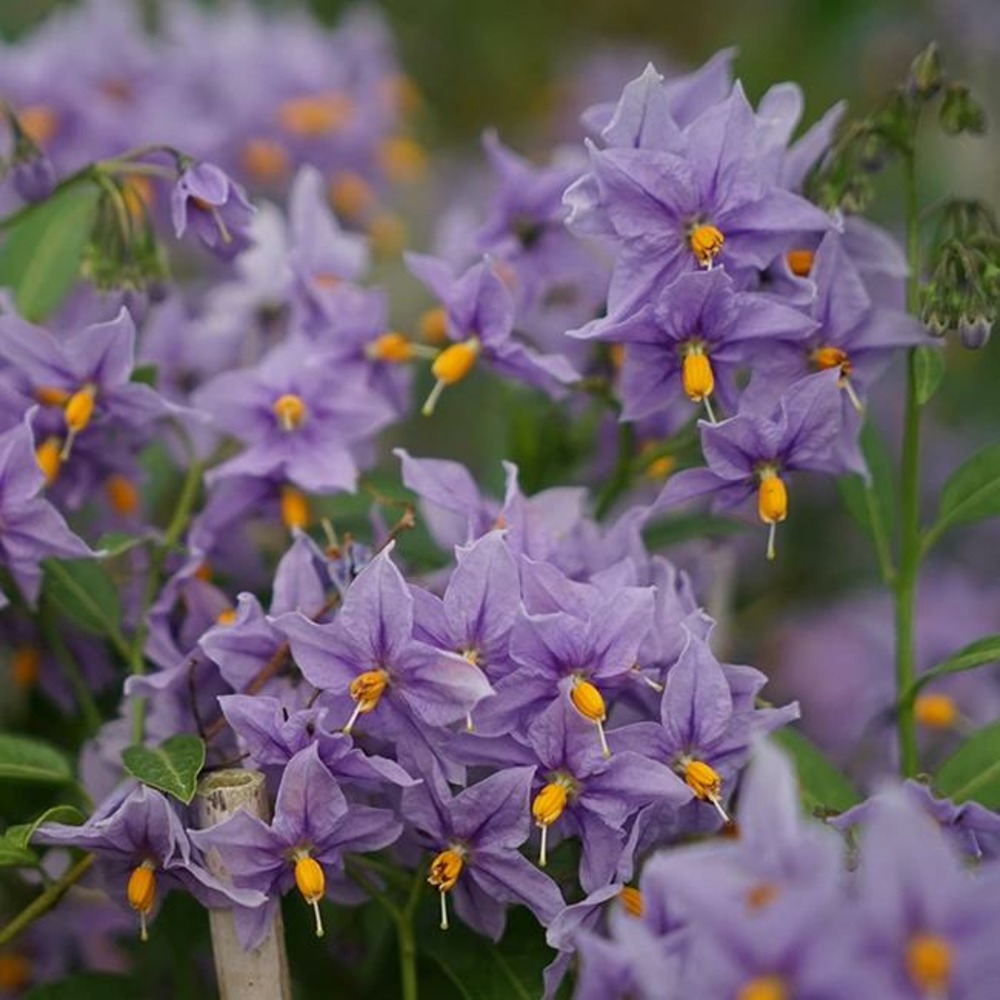 Solanum 'glasnevin' - solanum crispum 3l