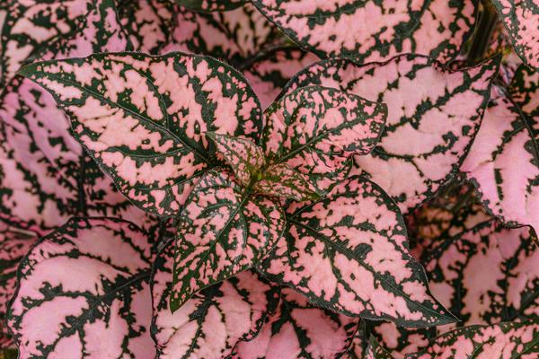 Punktblume 'Hippo', verschiedene Farben