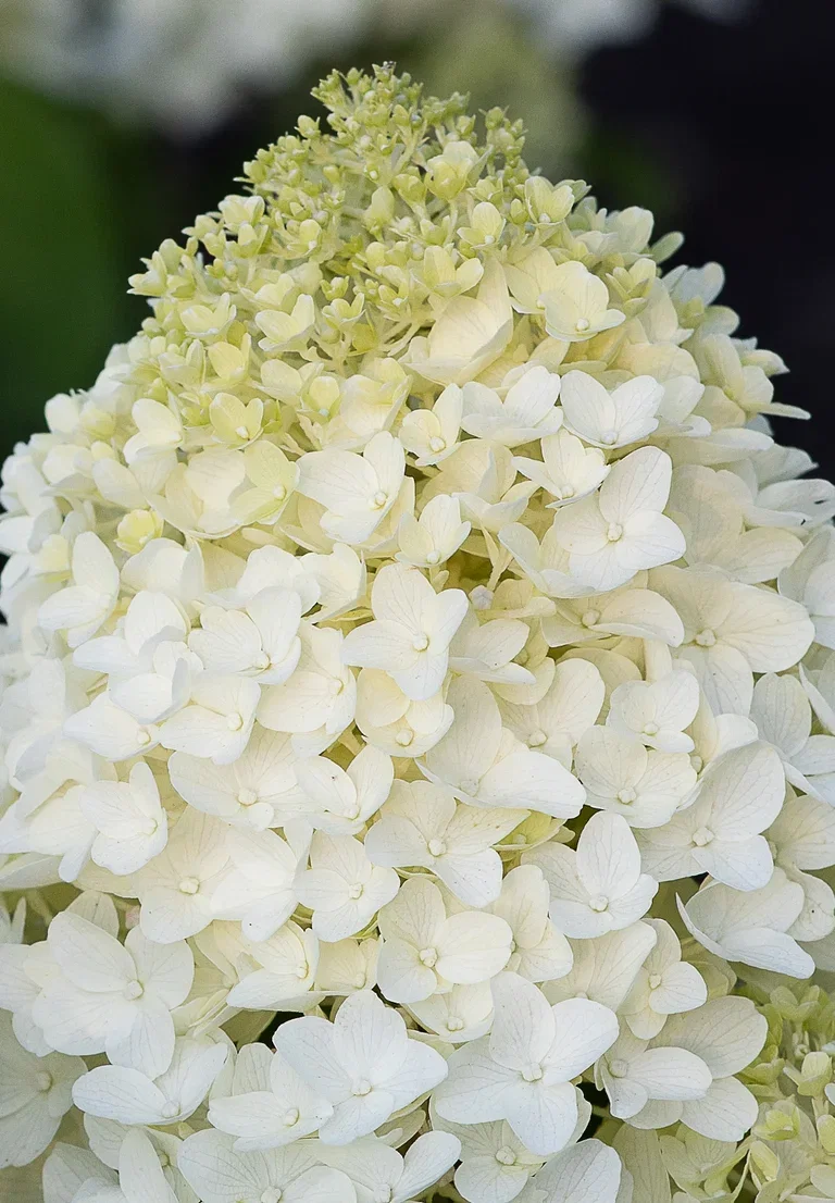 Hydrangea paniculata LIVING SUGAR RUSH® Syrinhortensia LIVING SUGAR RUSH® Ø23 cm