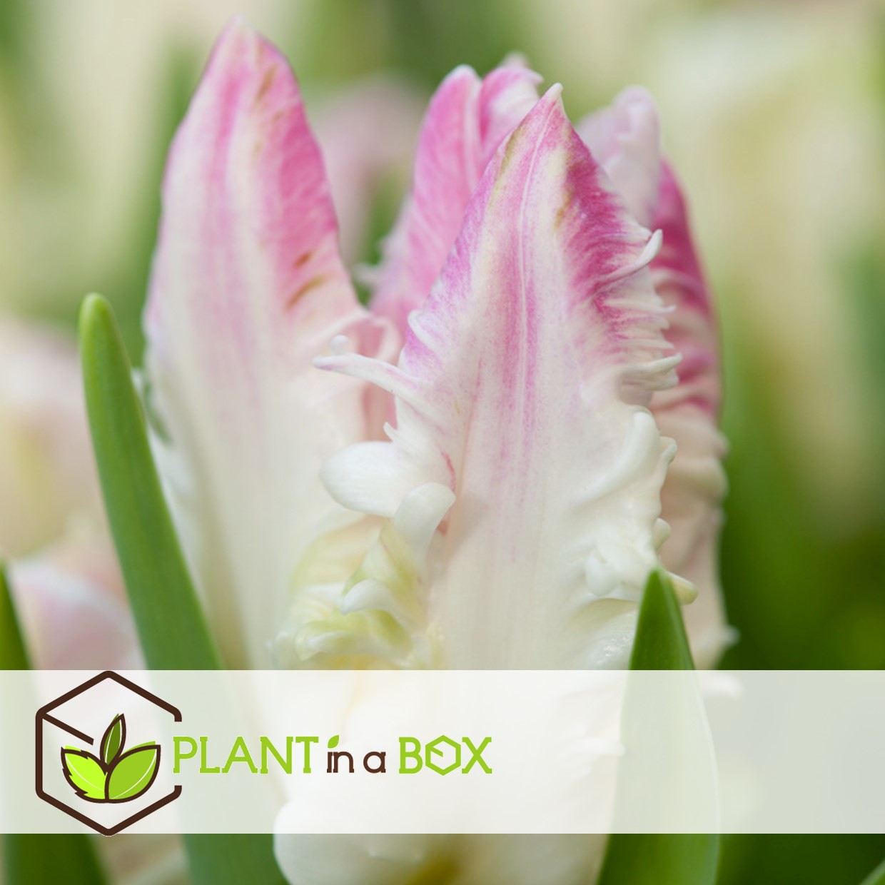 Tulipa cabanna - 15x bulbes de tulipes - rose / blanc