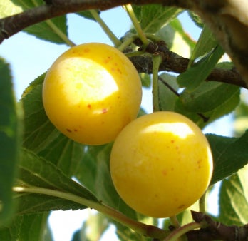 Biologische Pruim (Prunus domestica 'Mirabelle de Nancy') D 26 H 150 cm