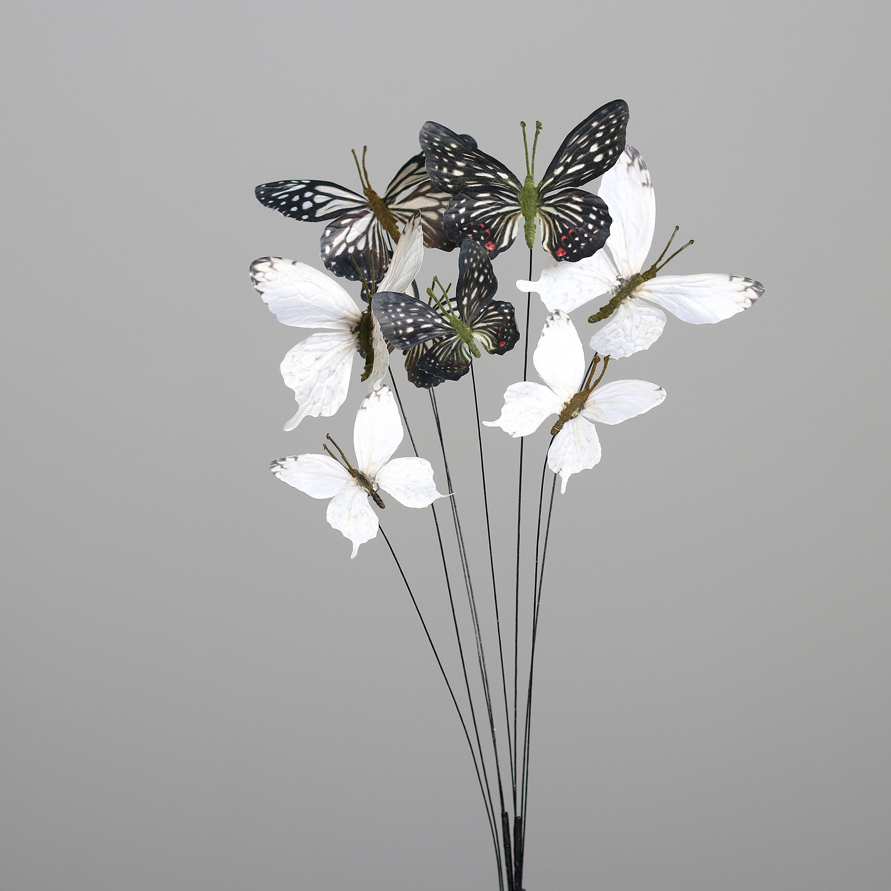 Schmetterling