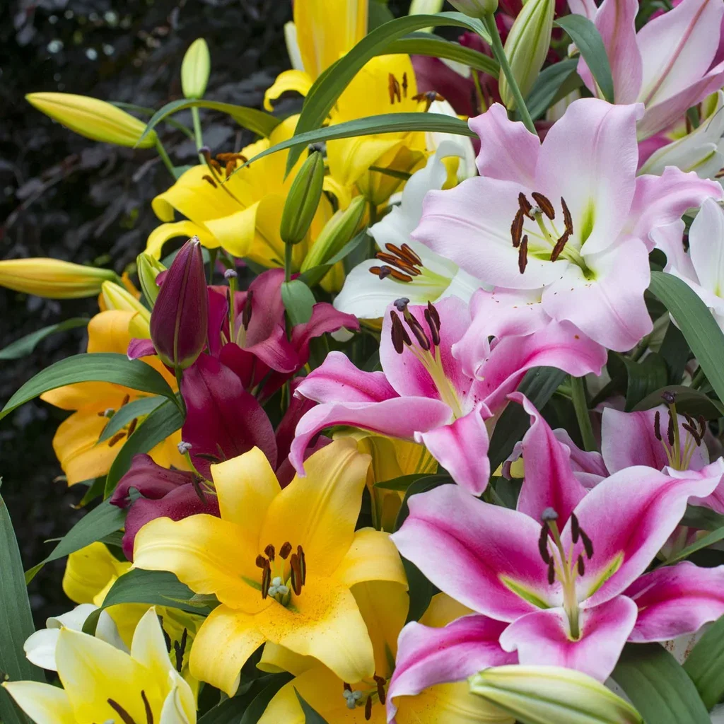 Lilium orientale Lillium orientale Ø23 cm