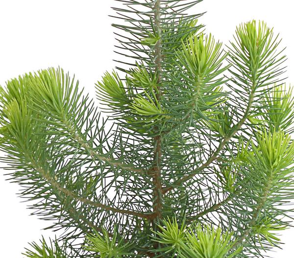 Pinie 'Silver Crest'