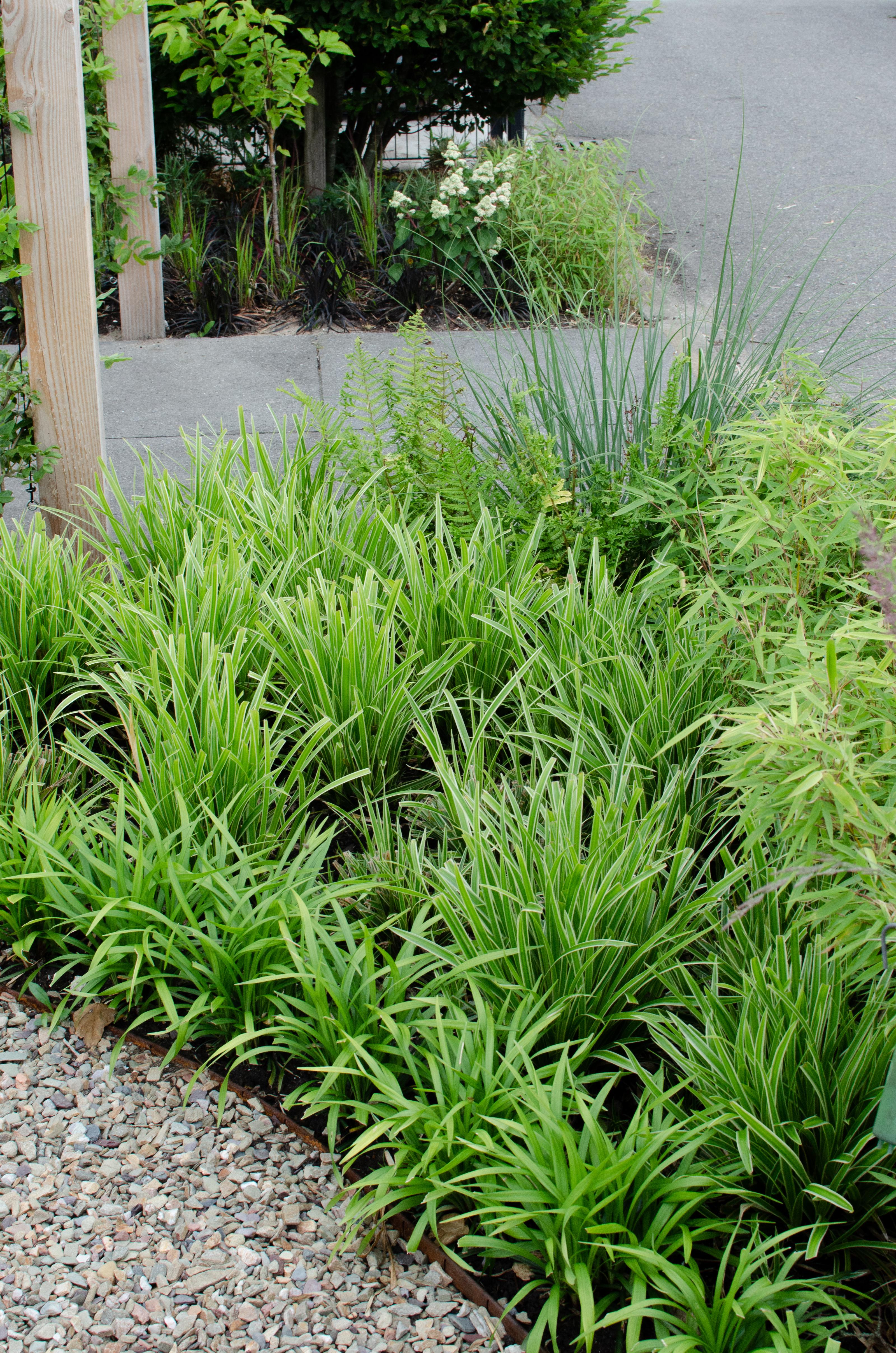 Carex morrowii 'ice dance' - lot de 3