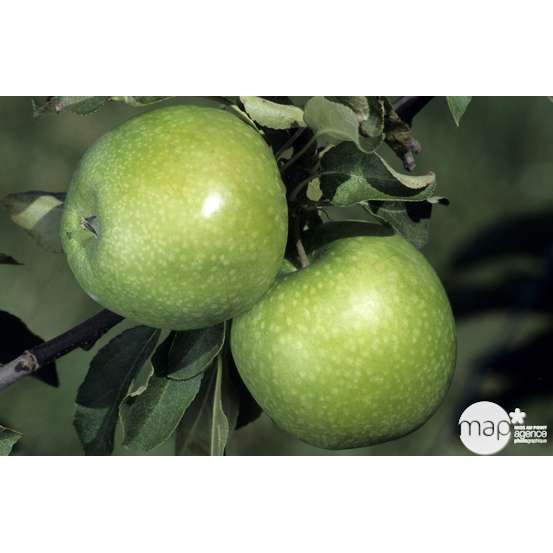 Pommier Granny Smith® : ½ tige, 4-5 ans, H 170-180 cm