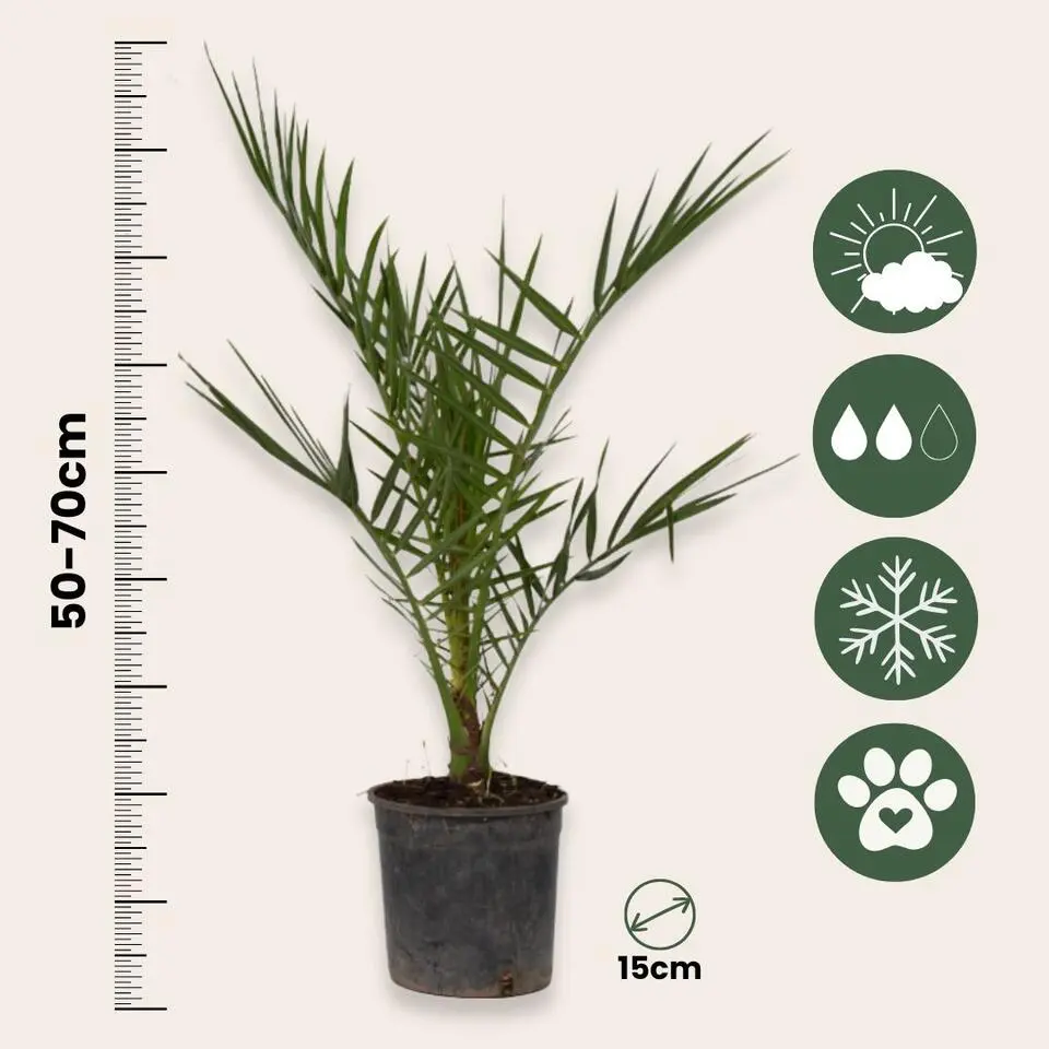 Tuinpalmen met plantenvoeding - Set van 3 - Hoogte 50-70cm - ⌀15cm