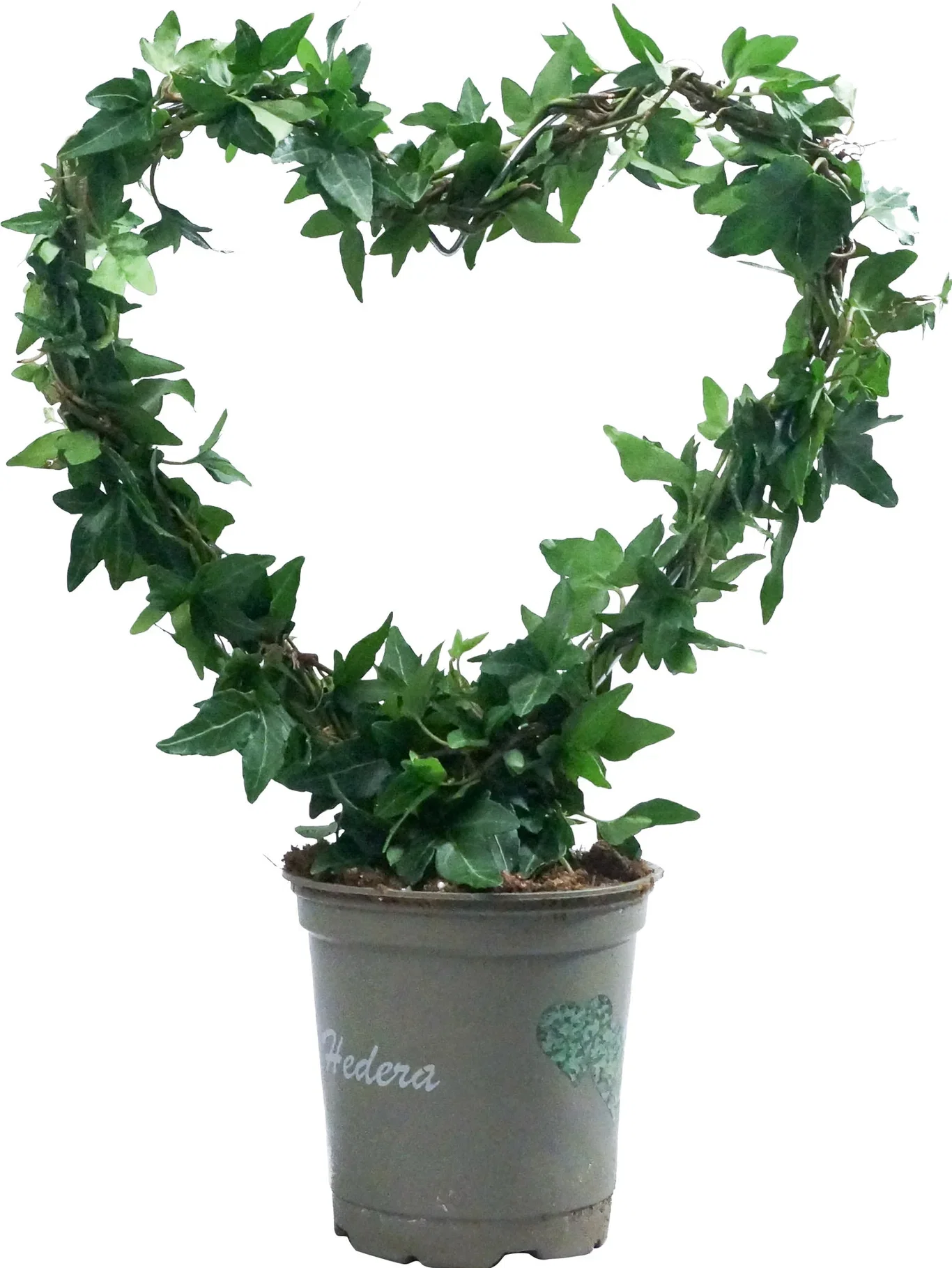 Hedera helix Eføy Høyde 30 cm