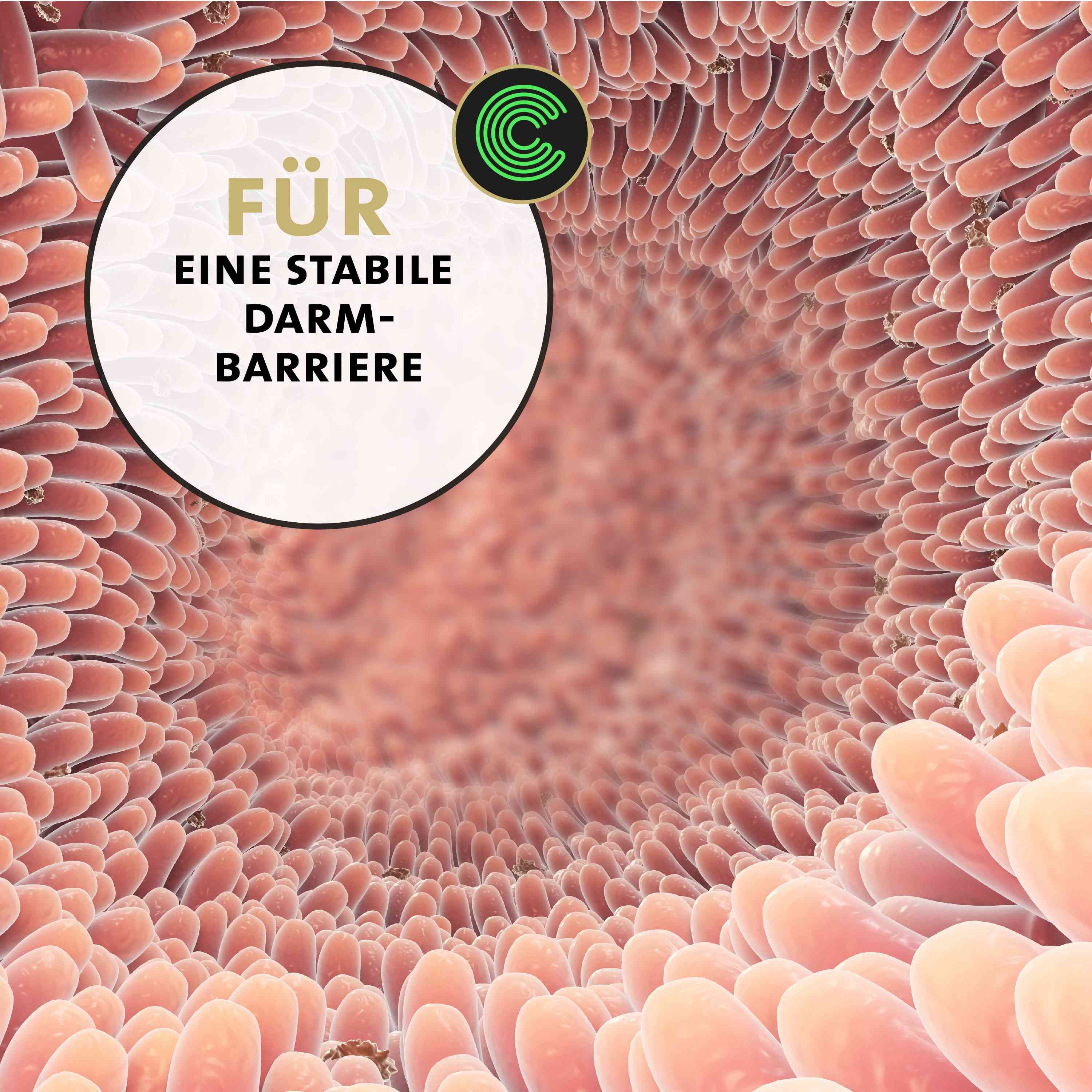 Peticare Probiotika & Präbiotika Pulver für Katzen, Darm-Sanierung, Darmflora
