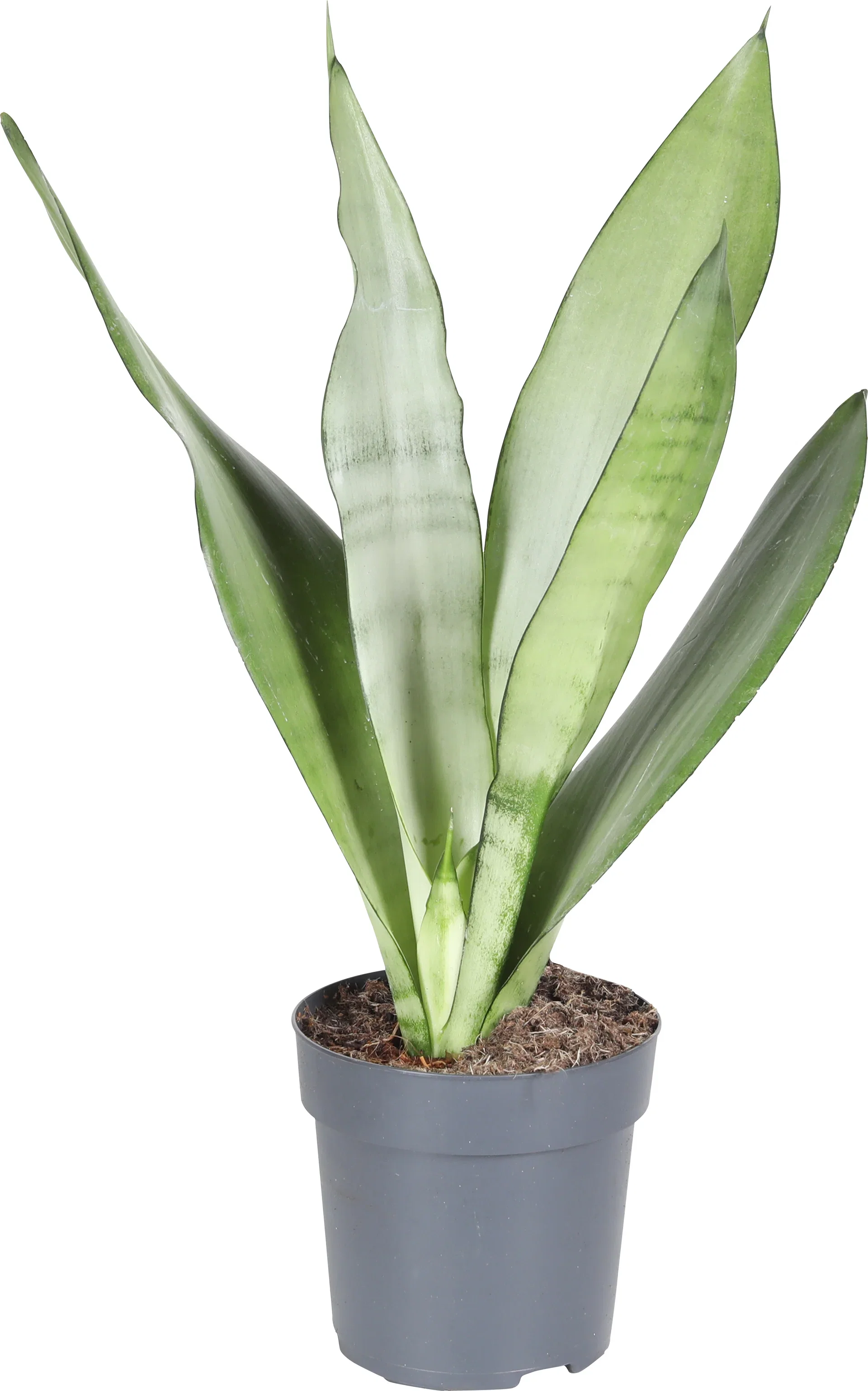 Sansevieria trifasciata 'Moonshine' Svigermorstunge 'Moonshine' Høyde 30 cm