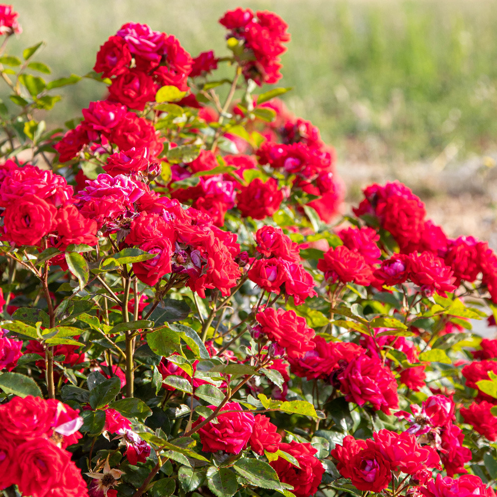 Rosier belle de grasse ® meibelitz sans motte