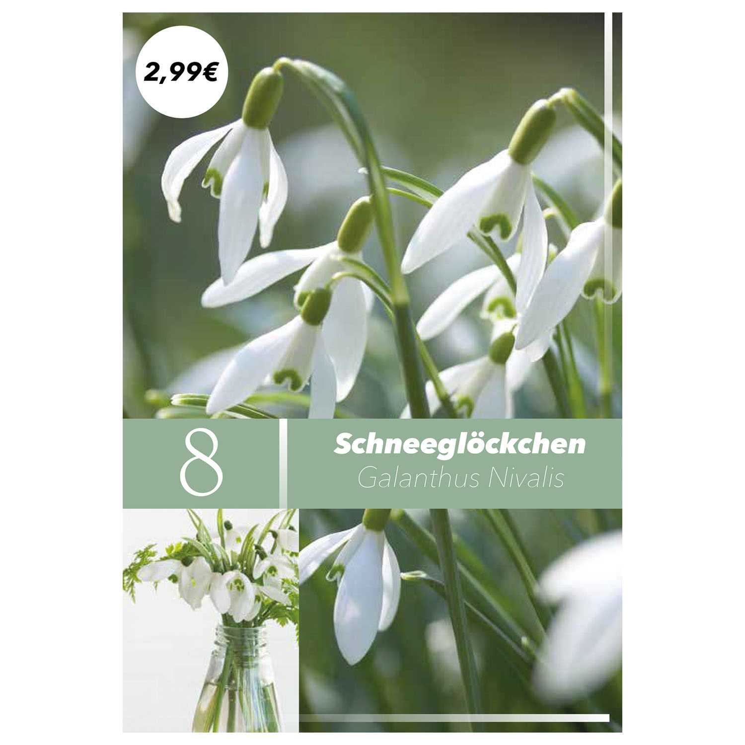 Blumenzwiebeln Frühlingsboten Herbst 9fach