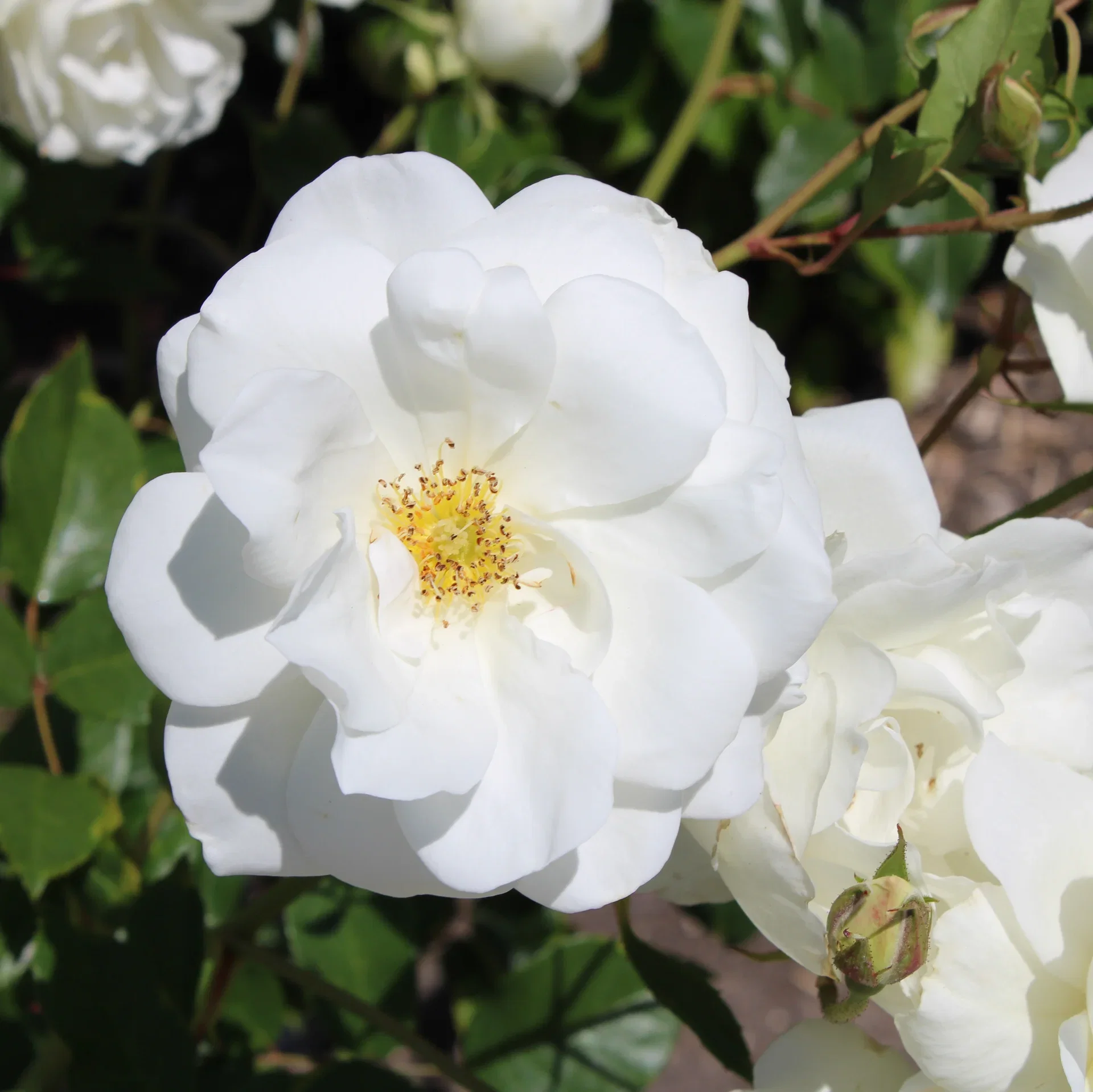 Rosa bee friendly white 3L Klaserose BEE FRIENDLY, hvit Ø19 cm