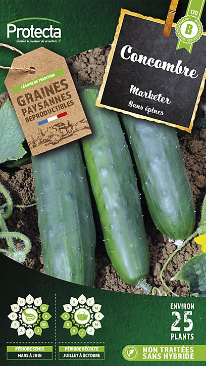 Graine de concombre marketer sans épines Protecta