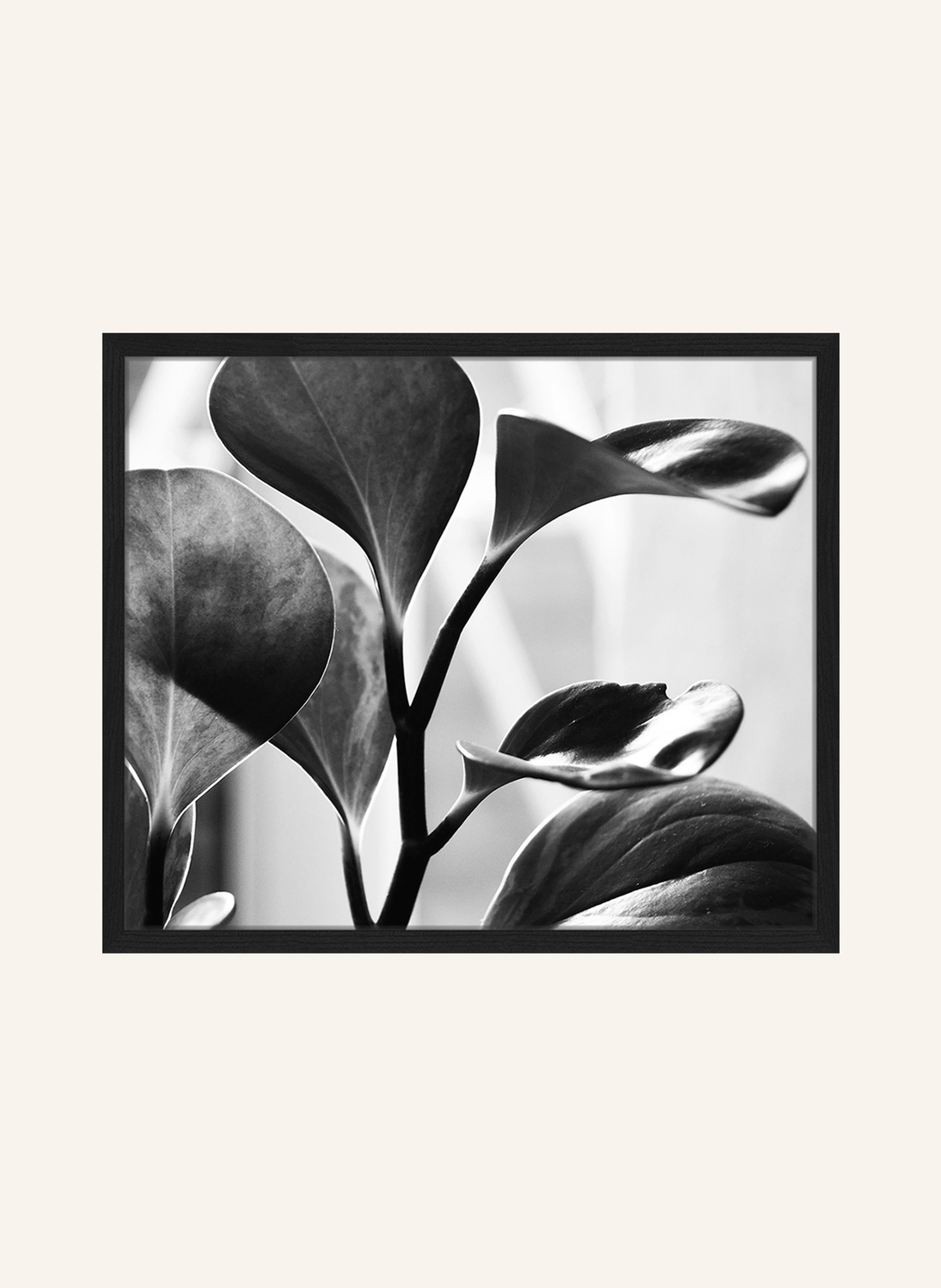 Liv Corday Wandbild SCHWARZE PFLANZE mit Rahmen