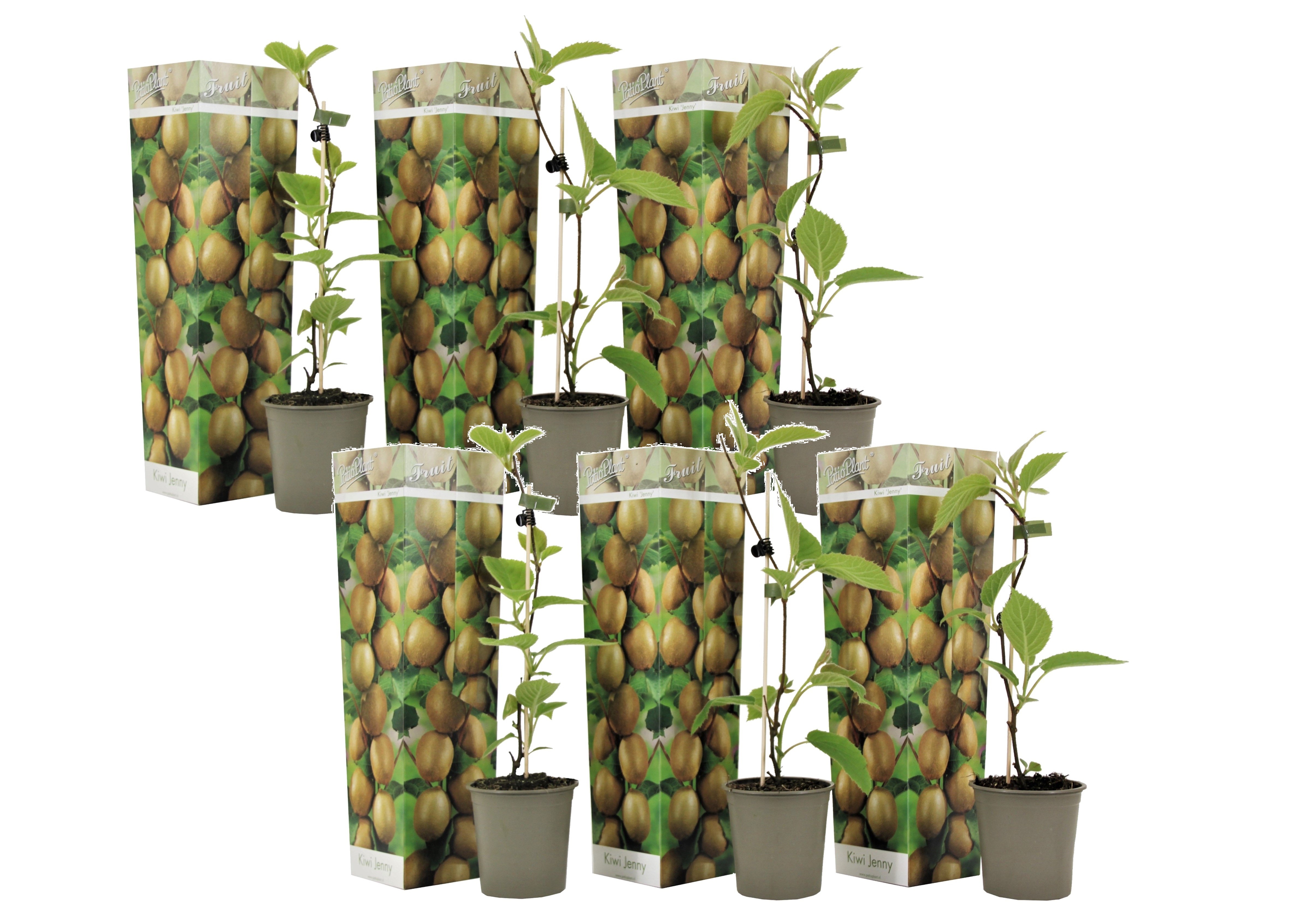 Kiwi actinidia 'jenny' - set de 6 - plantes de kiwi - pot 9cm - hauteur 20-40cm