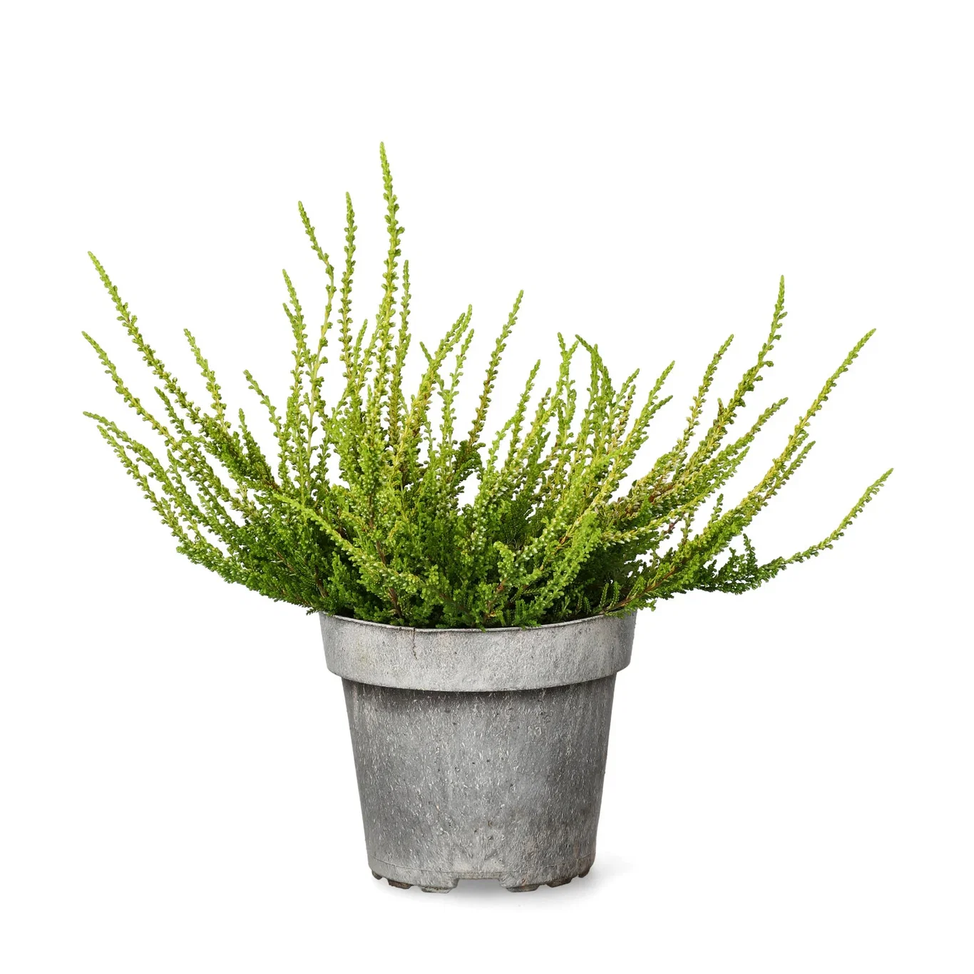Calluna vulgaris Røsslyng 'Yellow' Ø12 cm