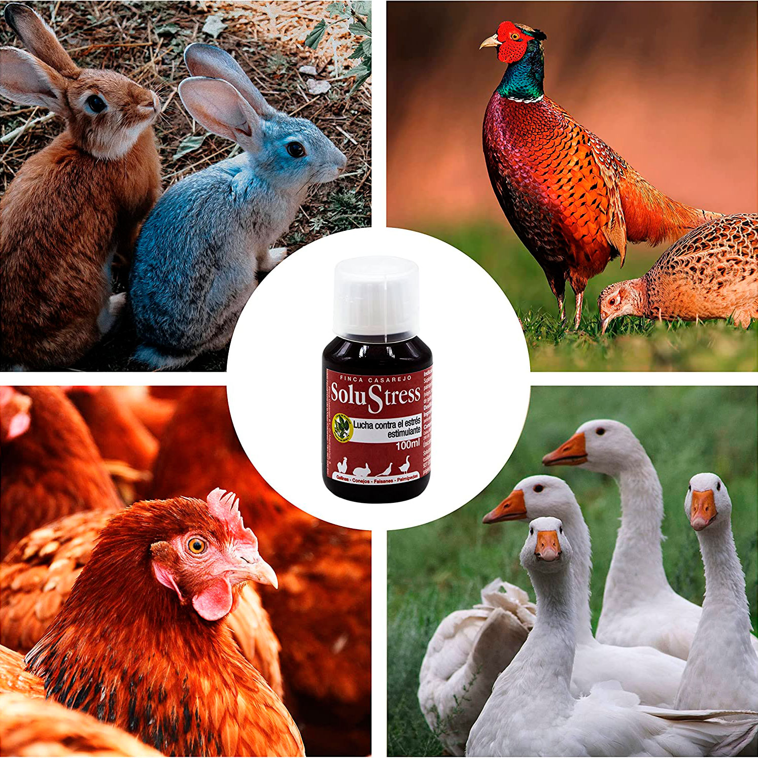 Finca Casarejo Solustress: Prevenção do estresse em aves e coelhos