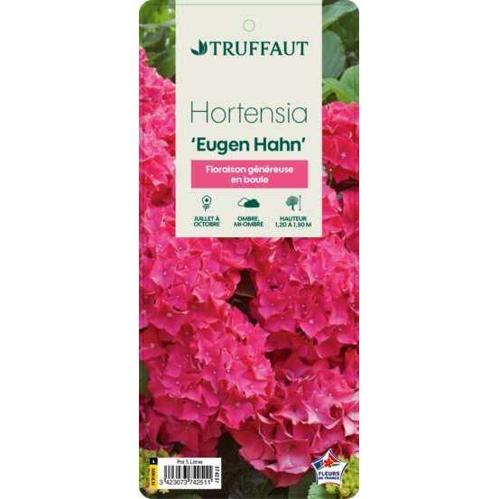 Hydrangea macrophylla Eughen Hahn : C5L