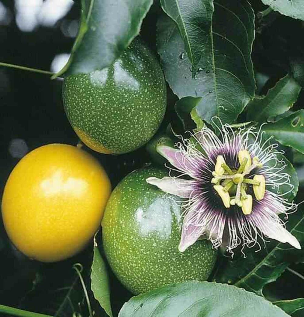 Passiflora ligularis (grenadelle, grenadille sucrée, grenadille douce) taille pot de 2 litres - 80/100 cm