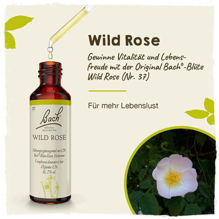 Bachblüten Nr. 37 Wild Rose Tropfen, 20 ml