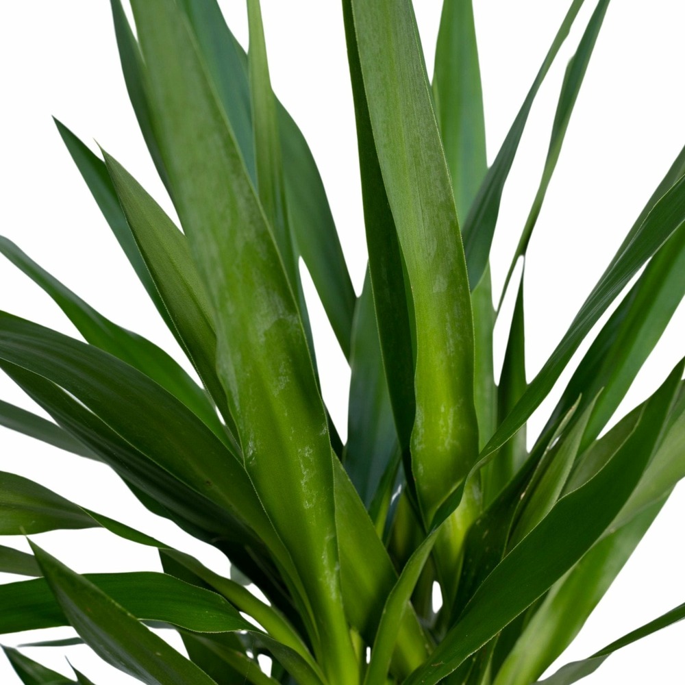 Plante d'intérieur - yucca xl h100.0cm 100.0cm