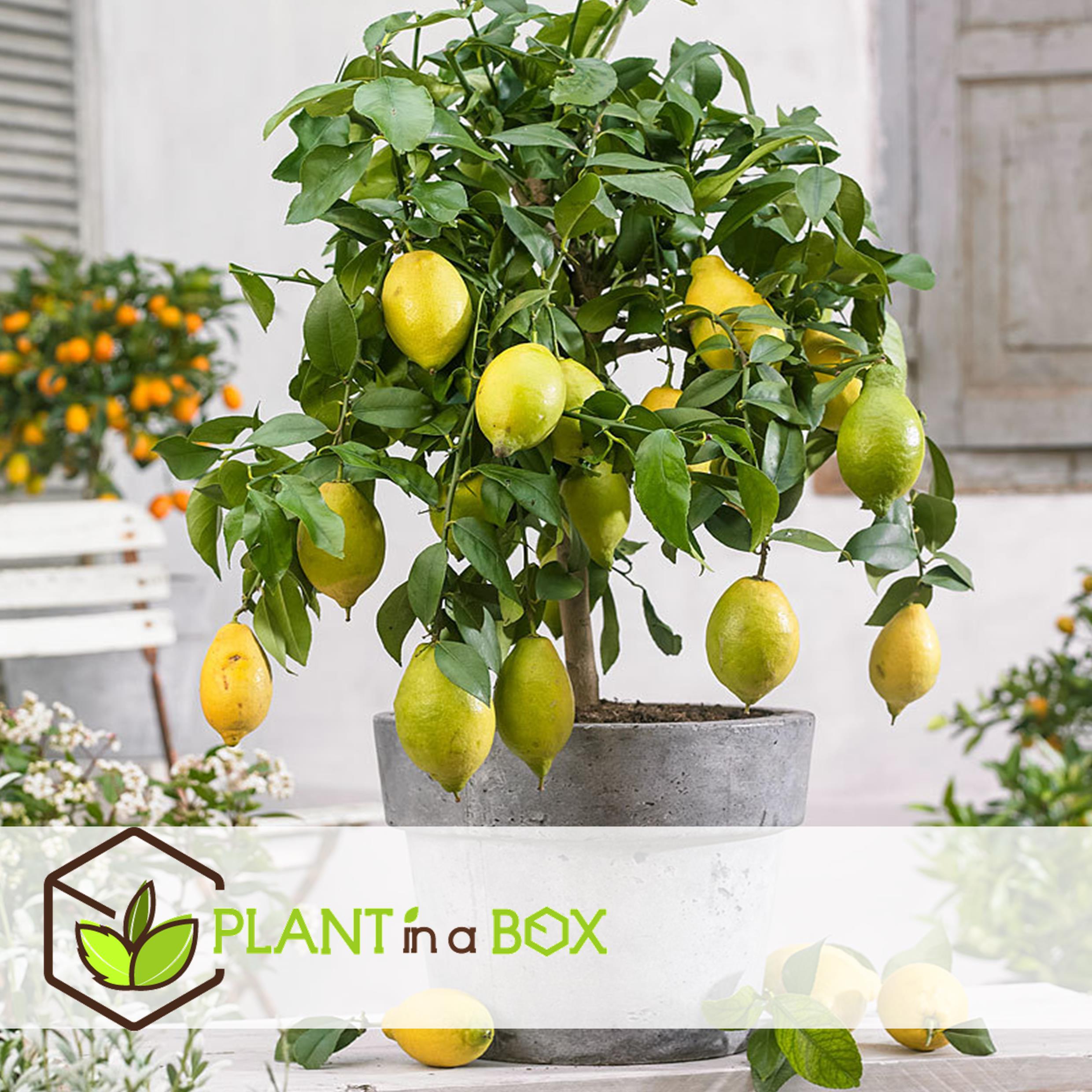 Citrus limon - citronnier - set de 2 - pot 19cm - hauteur 60-70cm
