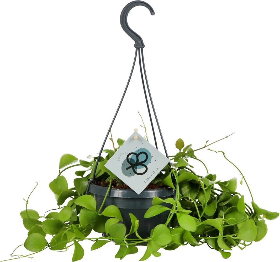 Dubbeltjesplant in hangpot (Dischidia imbricata) D 14 H 40 cm
