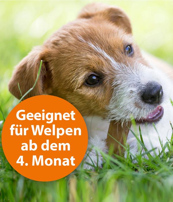 ARDAP® Zecken- und Flohschutz Spot-On für