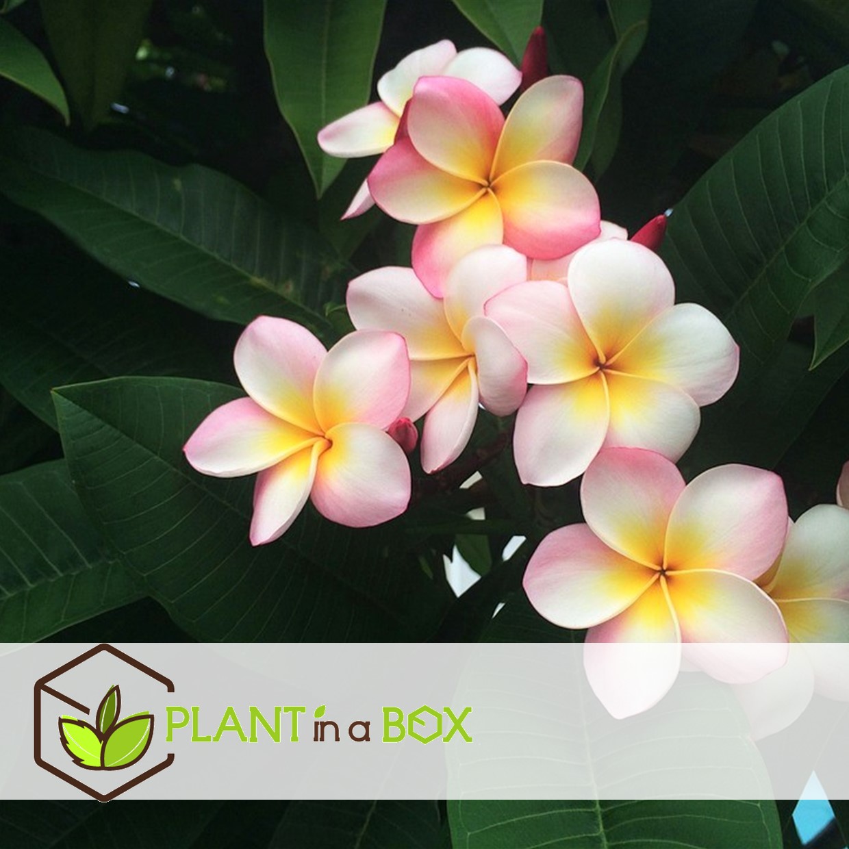 Plumeria frangipani violet - hawaii - pot 17cm - hauteur 55-70cm